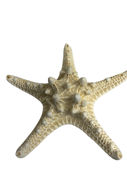 Mud Starfish Bleached 5-6"