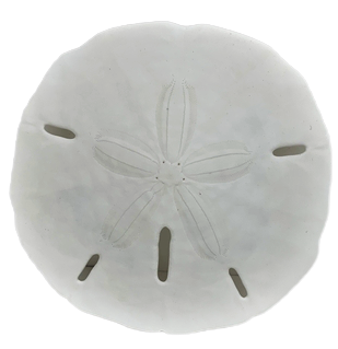 Sand Dollar 3"-3.5"