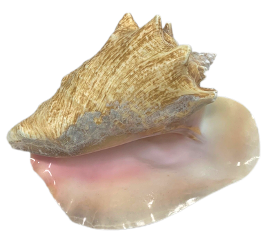 Queen Conch 7"-9"