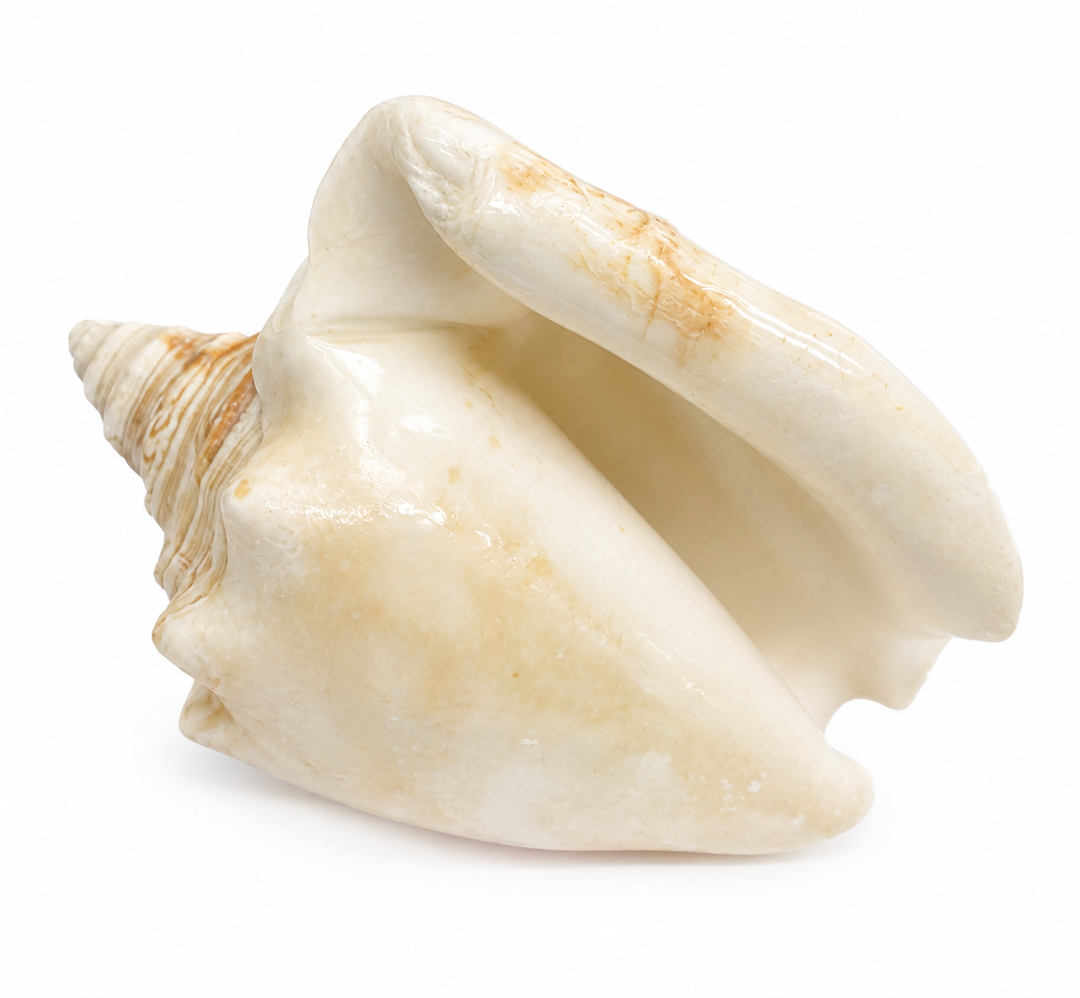 Milk Conch 3"-6"