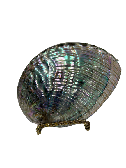 Polished Abalone Shell 5-6"
